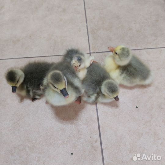 Гусята суточные