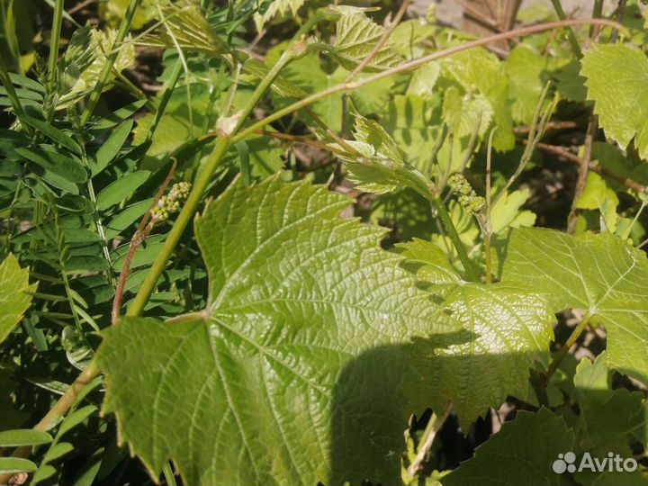 Виград районированный