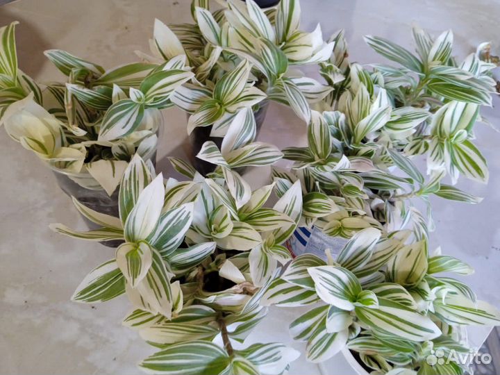 Традесканция