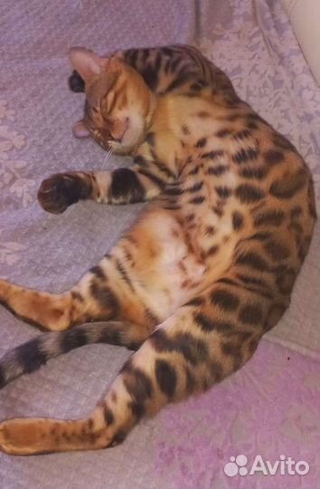 Кот на вязку