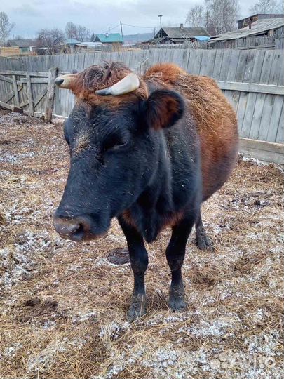 Продам коров