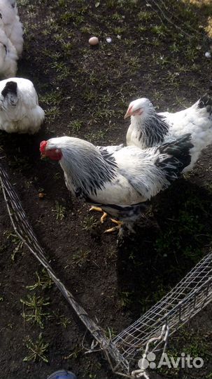 Брама Инкубационное яйцо, Петушки