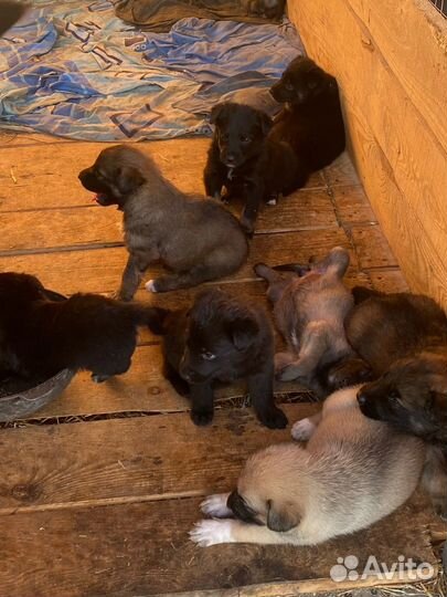 Собаки бесплатно