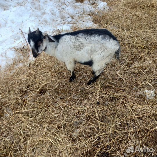 Домашние животные