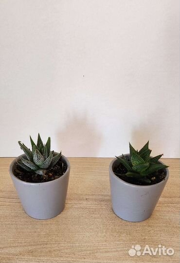 Хавортия в керамическом кашпо