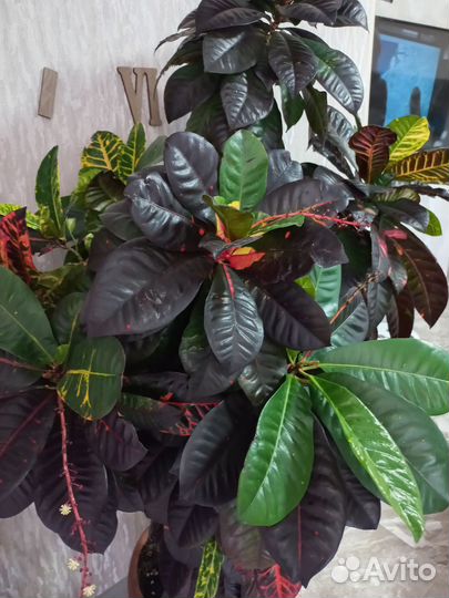 Комнатные растения