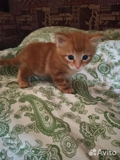 Рыжие хвостики в добрые руки