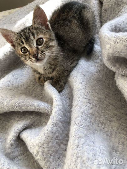 Кошка в дар бесплатно