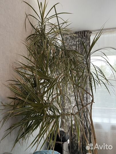 Продам цветы комнатные