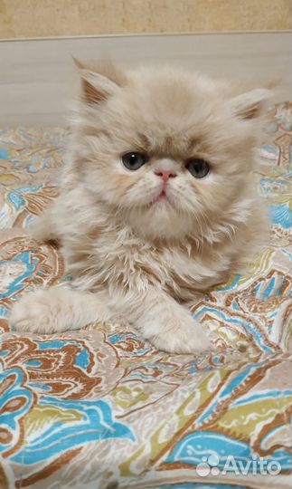 Персидские котята
