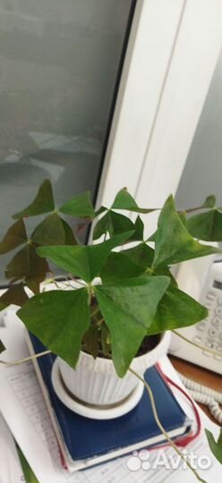 Кислица оксалис