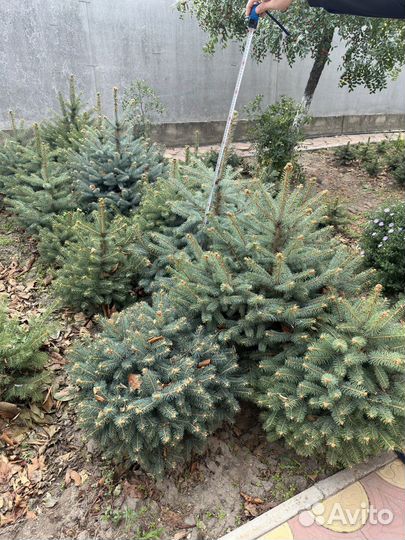 Ель голубая и зеленое