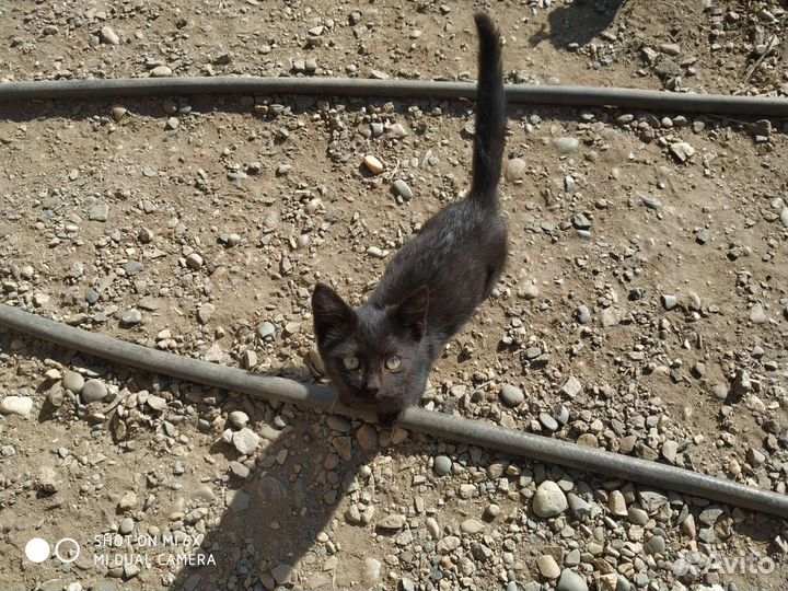 Кошка в добрые руки