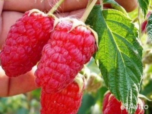 Ремонтантная малина Бронь на весну