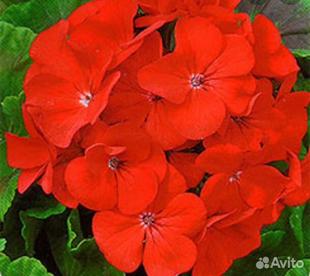 Пеларгония герань