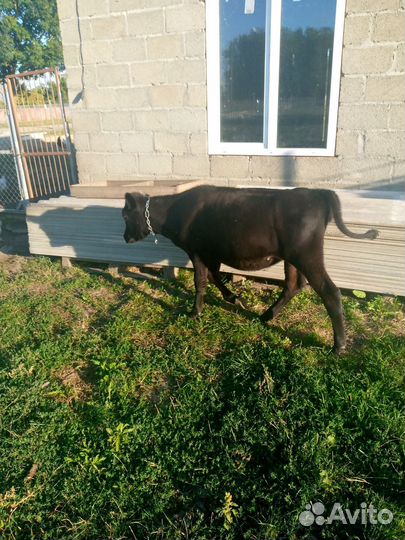 Телята бычки