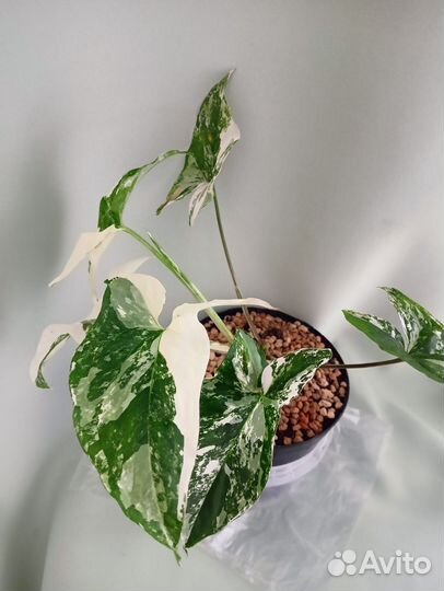 Сингониум, разные сорта