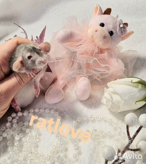 Девочки марбл от ratlove