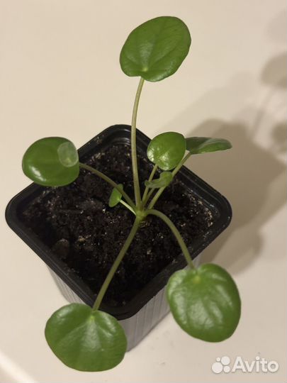 Пилея пеперомиевидная