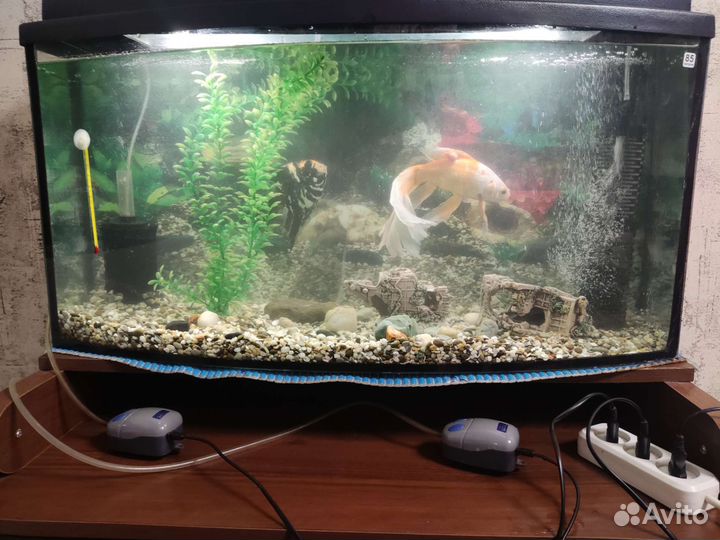 Аквариум с рыбками