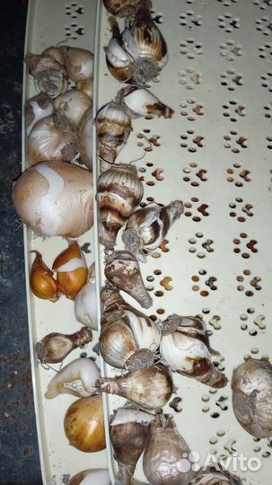 Луковицы тюльпанов