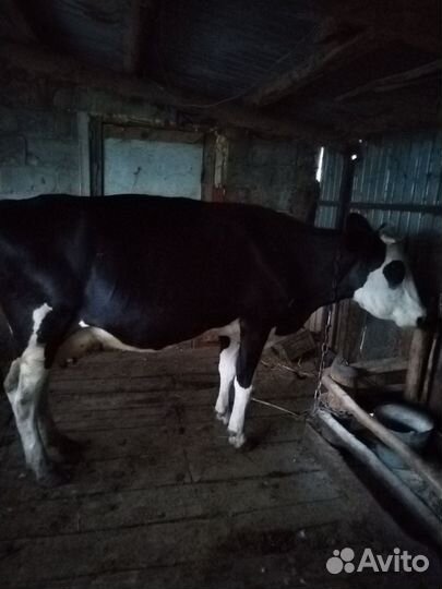 Продам корову дойную