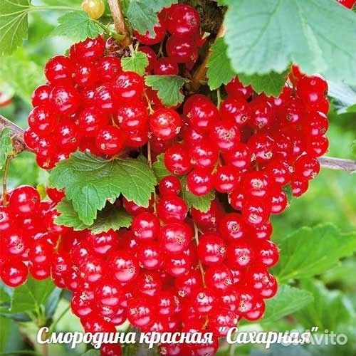 Смородина красная
