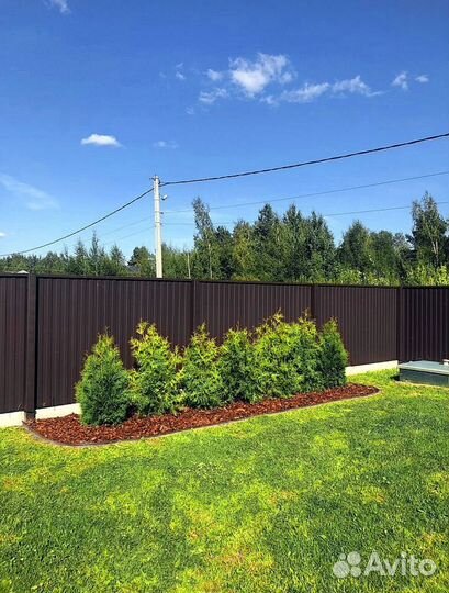 Туи зеленые