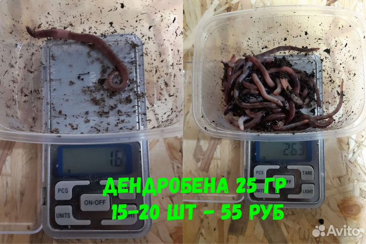 Черви для рыбалки 