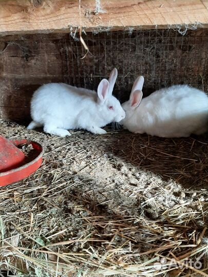 Племенных крольчат