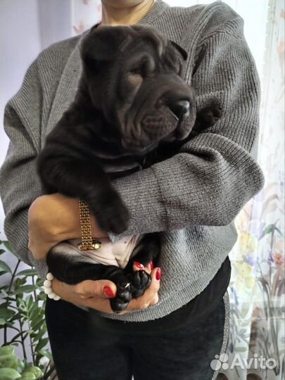 Щенки шарпея