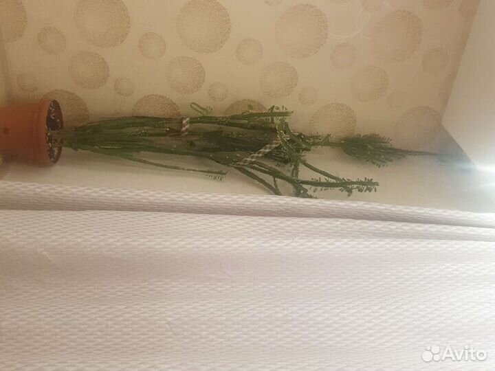 Отдам бесплатно комнатные цветы