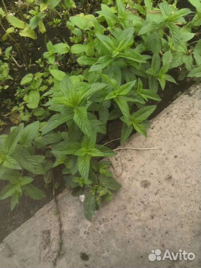 Мята перечная