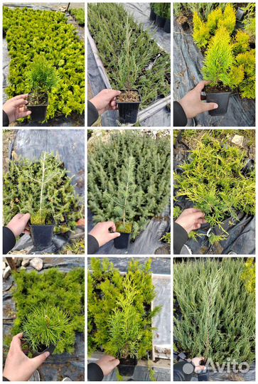Хвойные р9 опт/розница