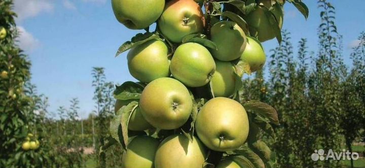 Саженцы яблони Президент