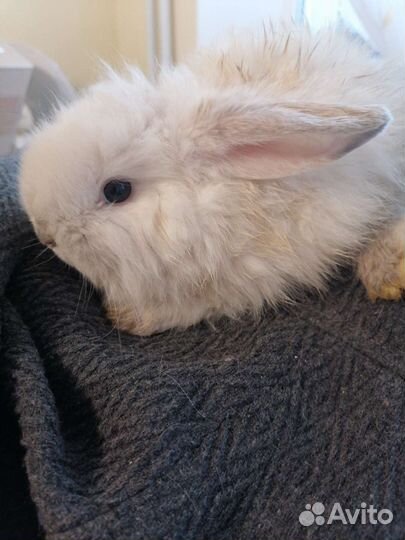 Кролики декор, карликовые