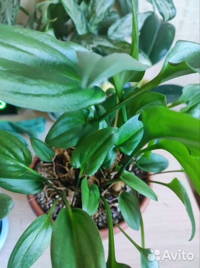 Аглаонема, фикус, фиалка и др