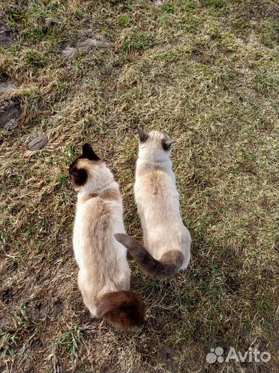 Сиамские котята