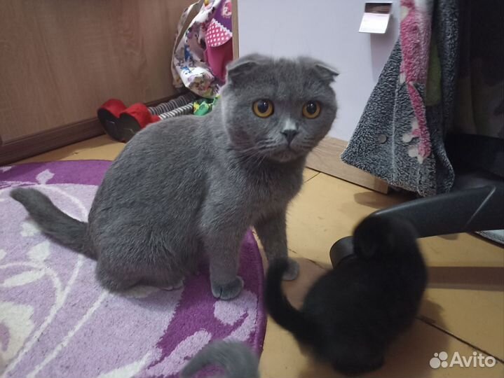 Шотландские вислоухие котята