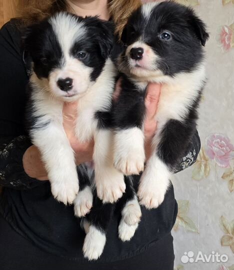 Щенки бордер колли