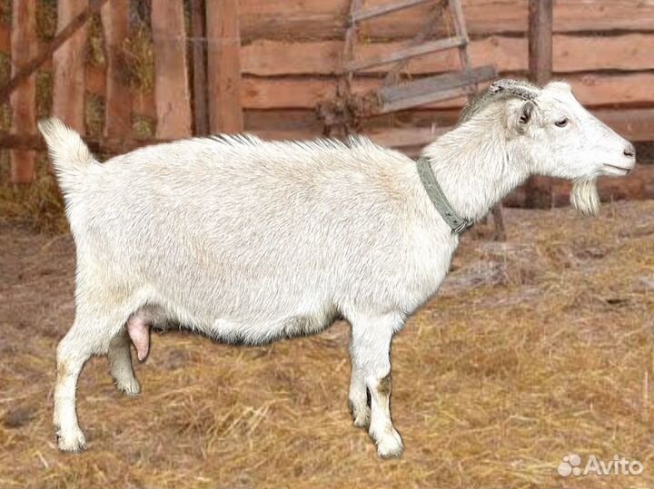 Коза дойная