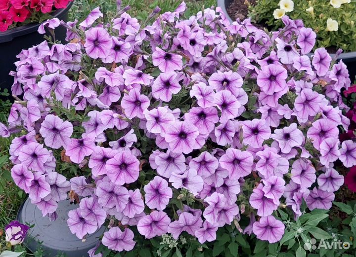 Петуния многоцветковая каскадно-ампельная