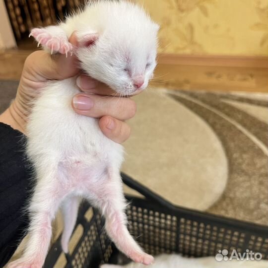 Британские котята