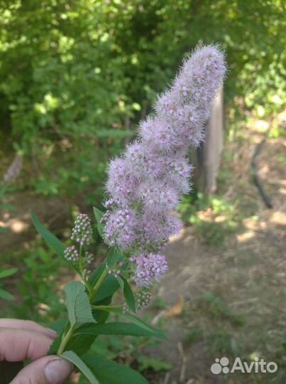 Спирея Дугласа и Сливолисая,жасмин,калина,черемуха