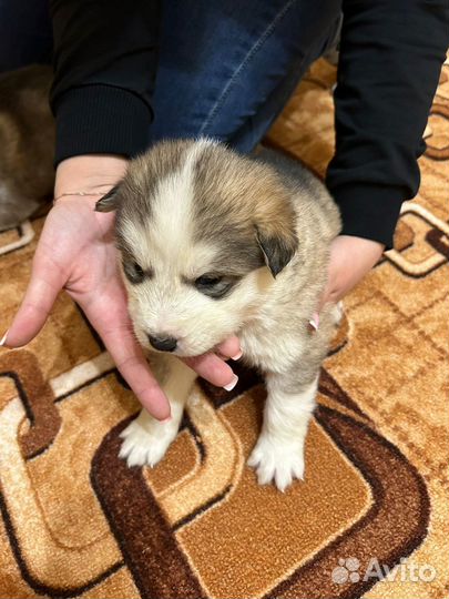 Щенки маламута