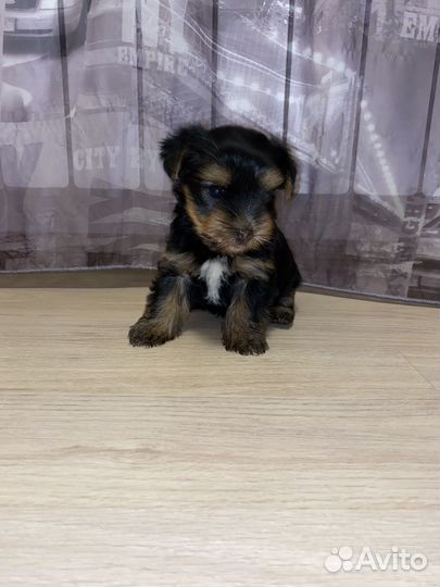 Йоркширский терьер щенки мальчики