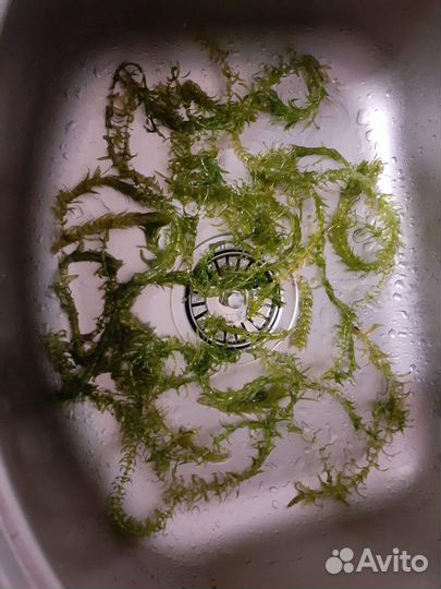 Улитки аквариумные, растение