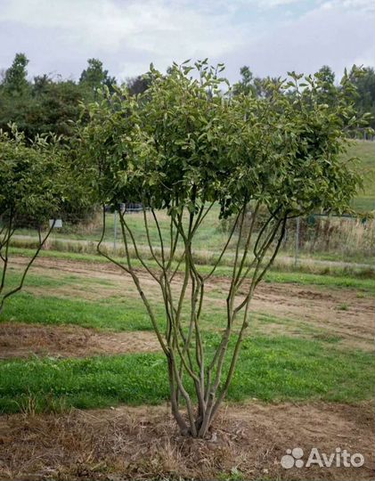 Ирга ламарка