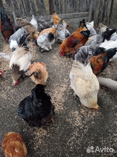 Куры домашние