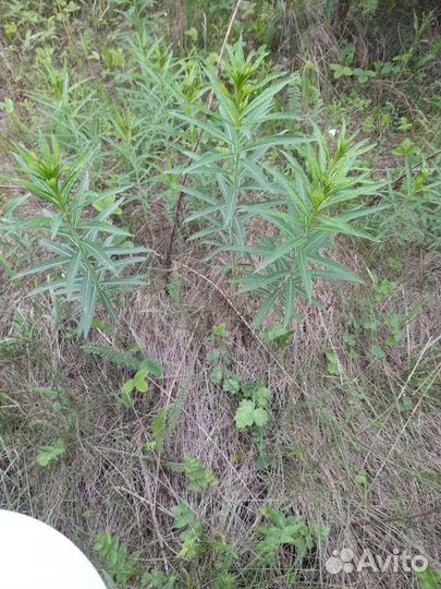 Пихтовая лапка